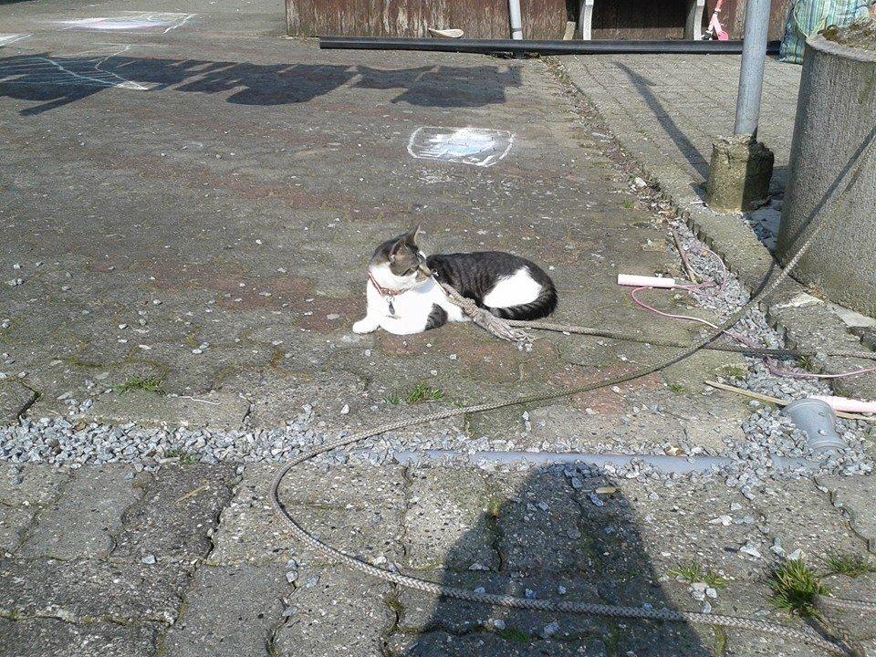 Blanding af racer Bamse billede 25