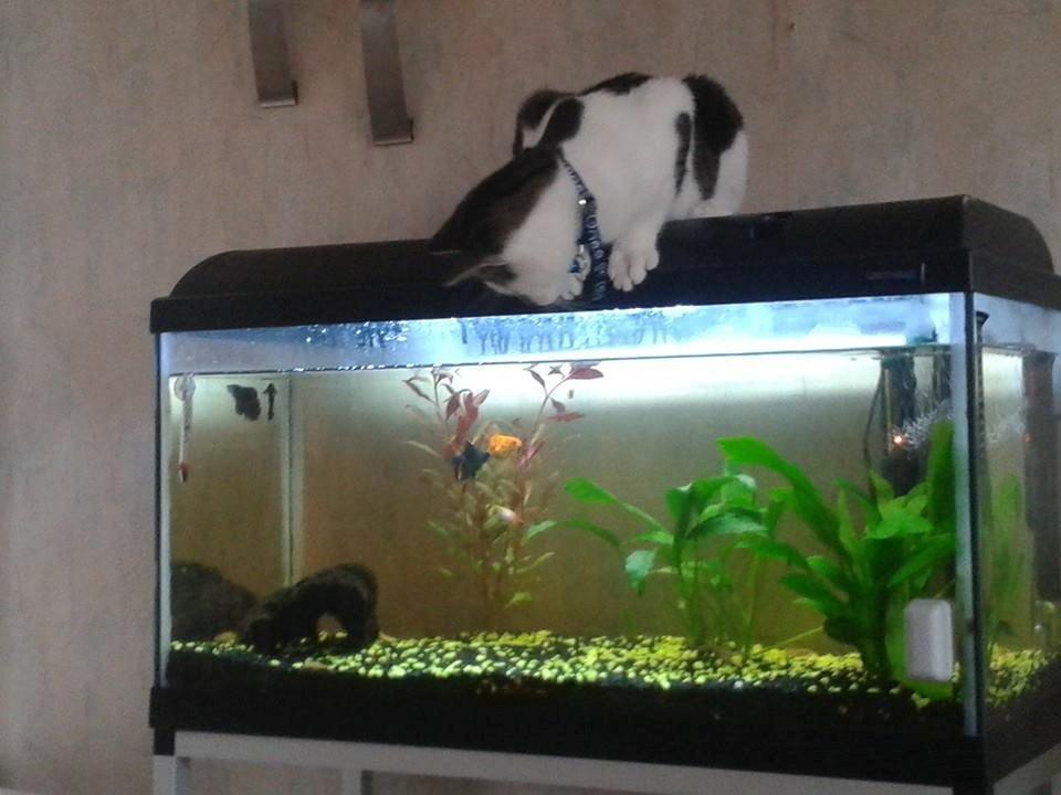 Blanding af racer Bamse billede 26