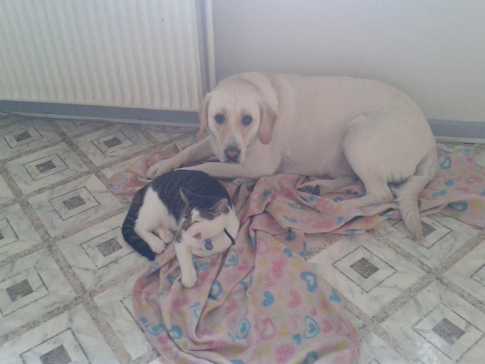 Blanding af racer Bamse billede 27