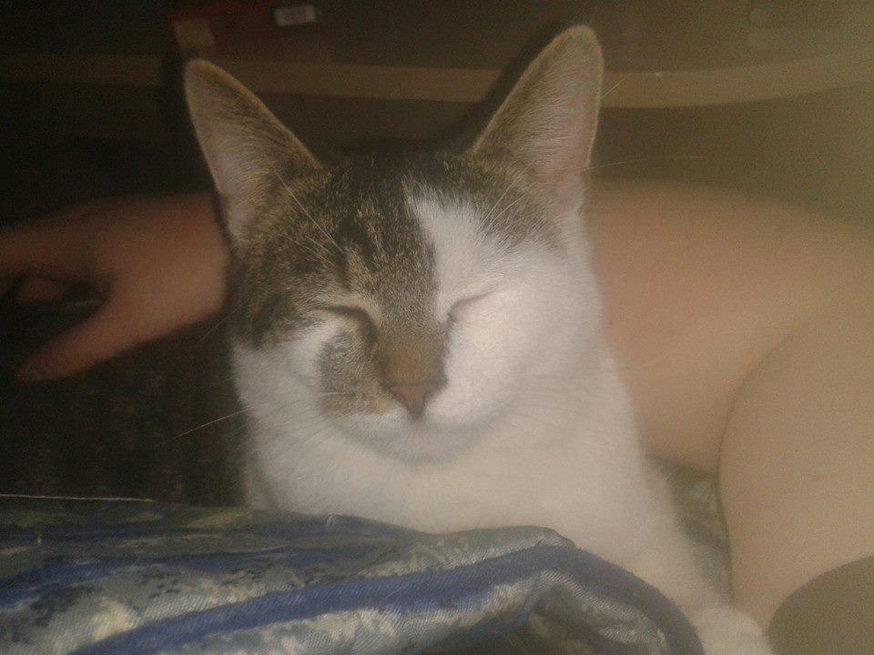 Blanding af racer Bamse billede 16