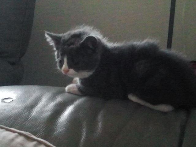 Blanding af racer Xena billede 3