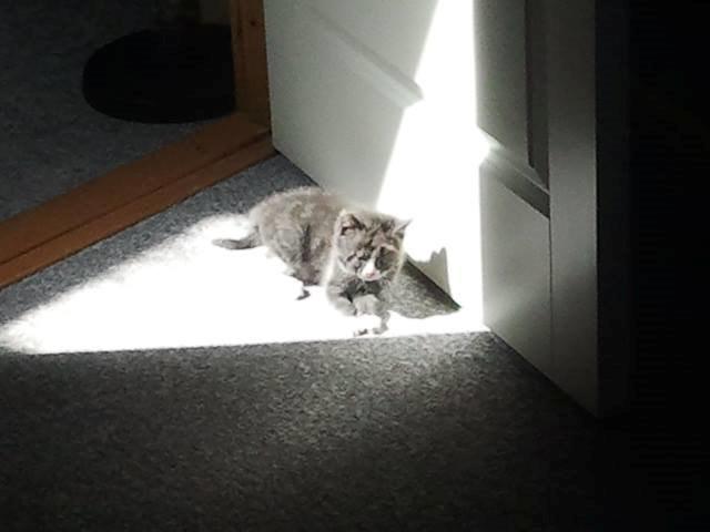 Blanding af racer Xena billede 4