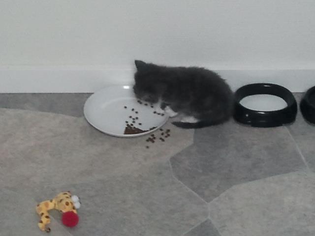 Blanding af racer Xena billede 5