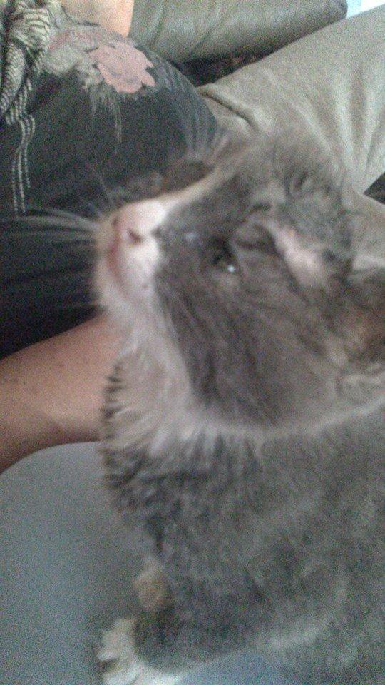 Blanding af racer Xena billede 7