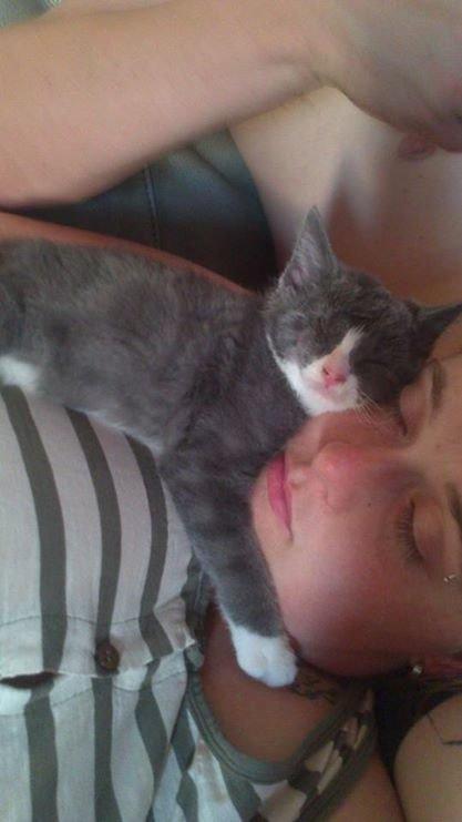 Blanding af racer Xena billede 8