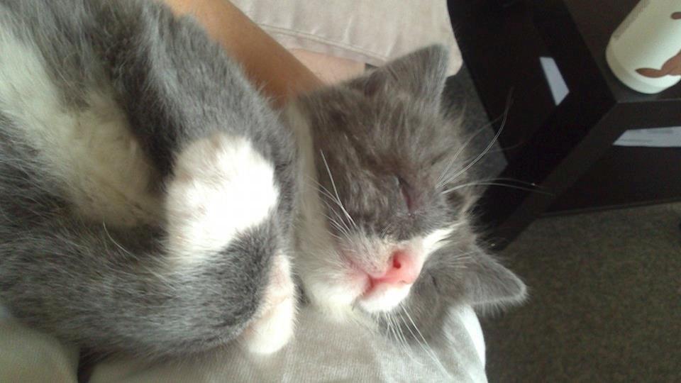 Blanding af racer Xena billede 9