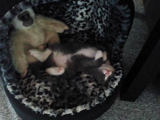 Blanding af racer Xena billede 10