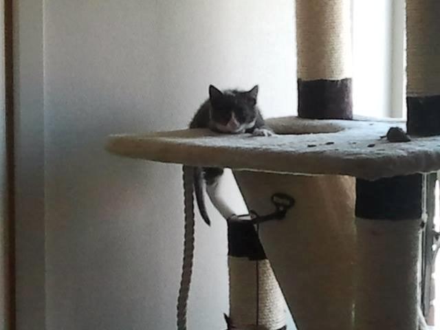 Blanding af racer Xena billede 11