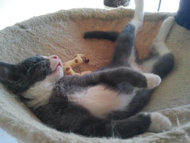 Blanding af racer Xena billede 12