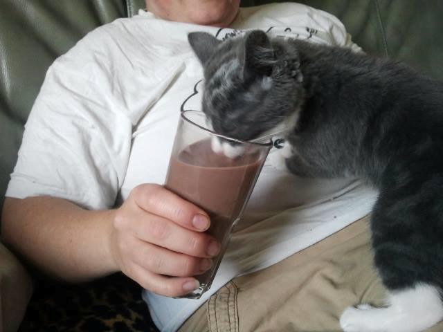 Blanding af racer Xena billede 13