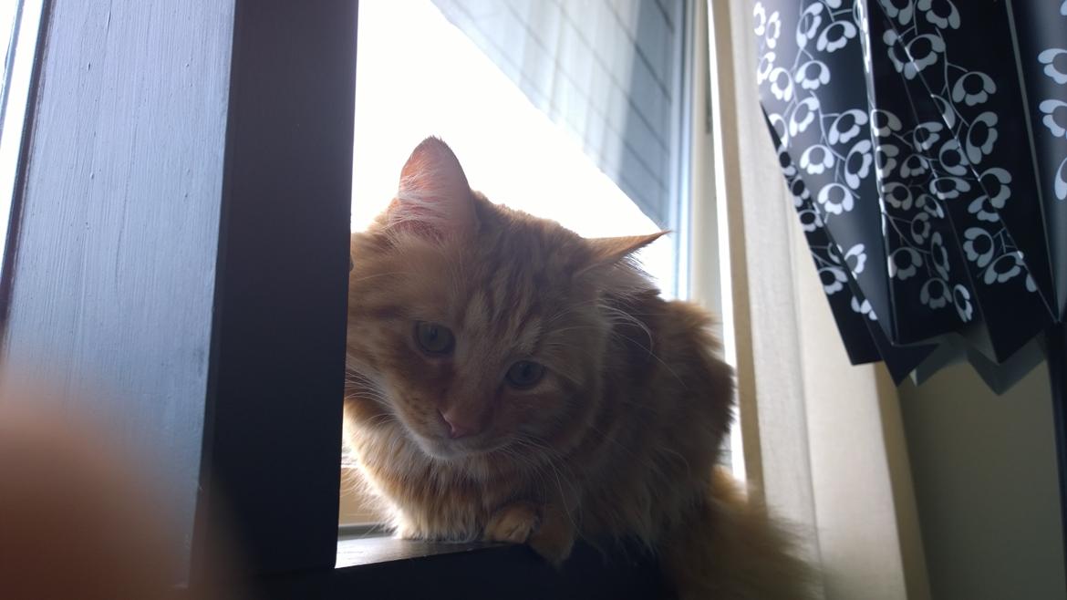 Blanding af racer Diego billede 1