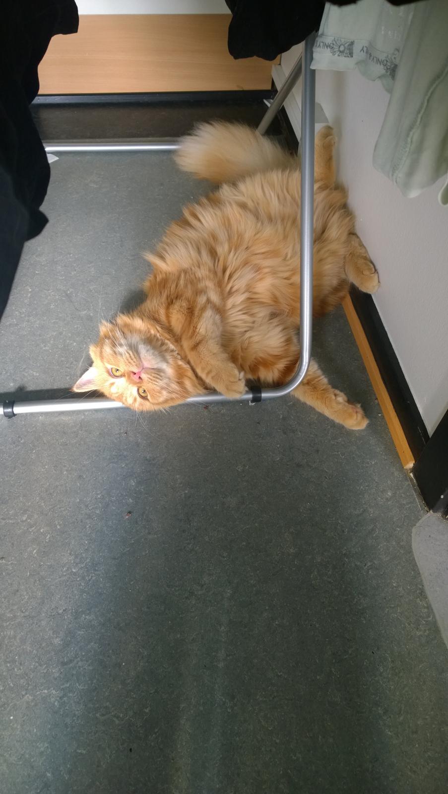 Blanding af racer Diego billede 2