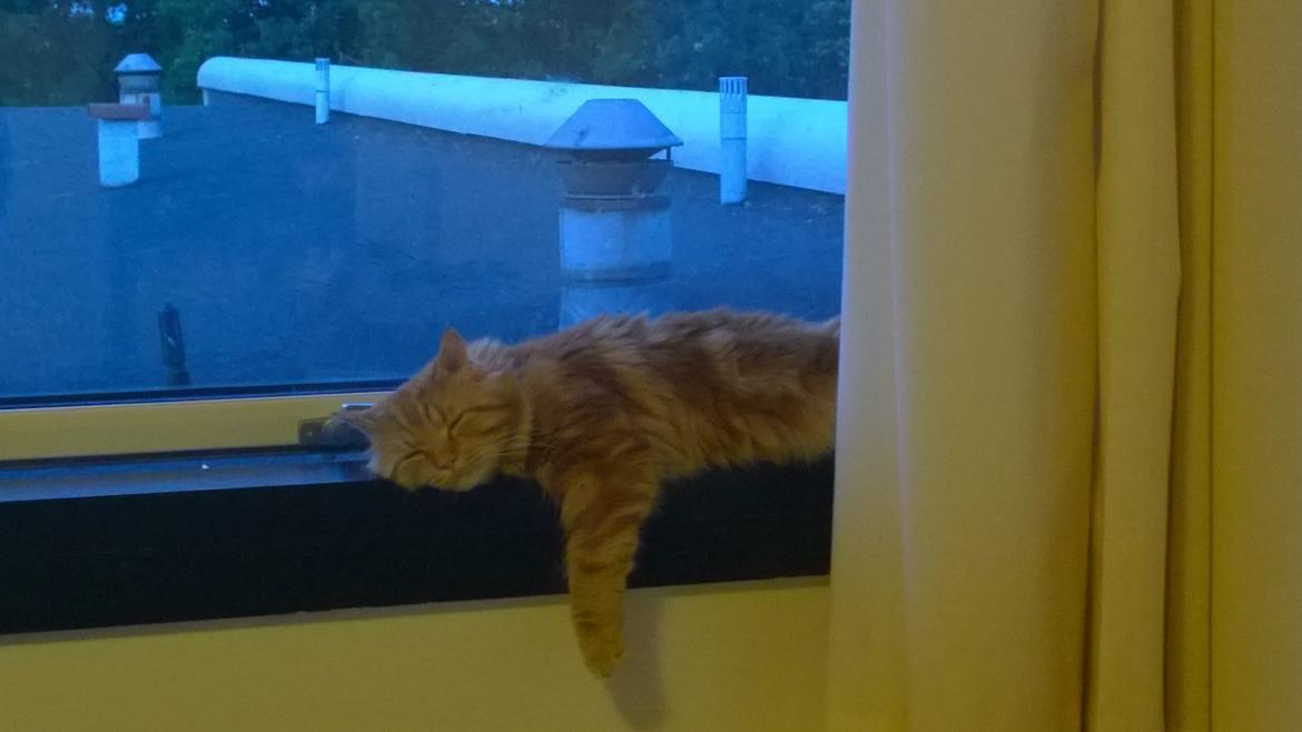 Blanding af racer Diego billede 3