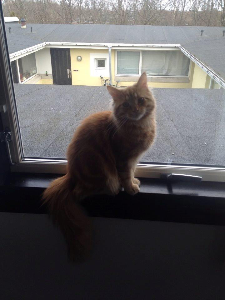 Blanding af racer Diego billede 4