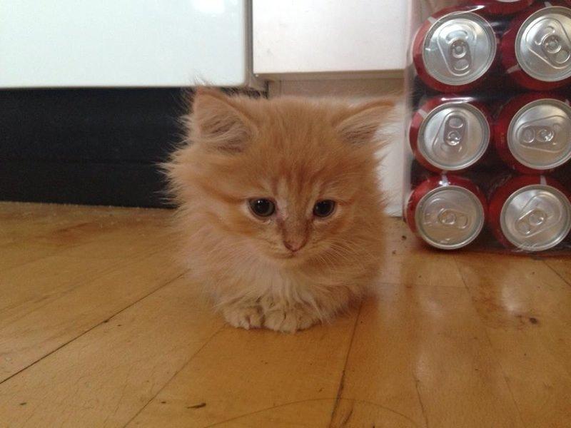 Blanding af racer Diego - Diego som killing billede 5