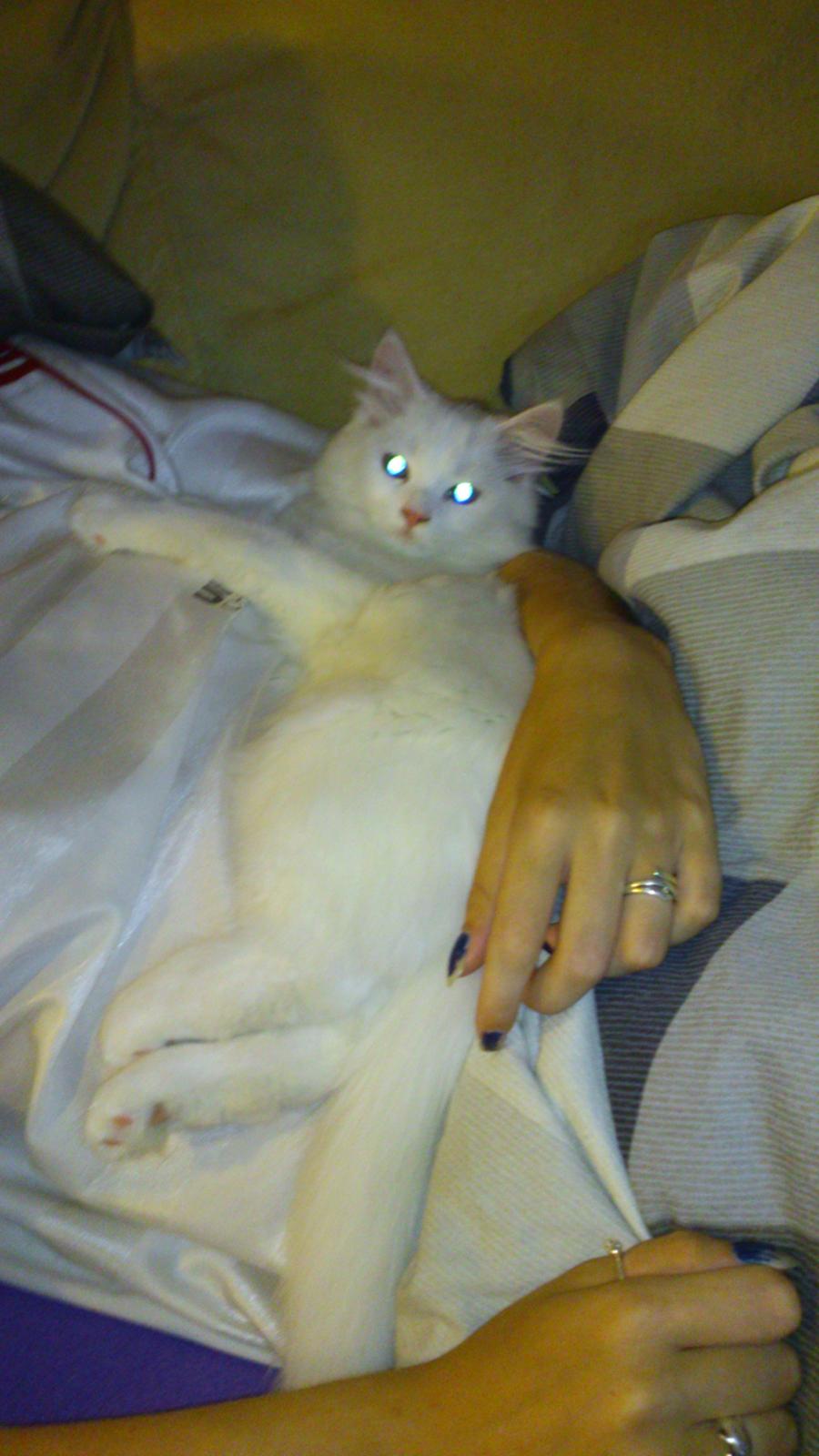 Blanding af racer Lulu billede 3