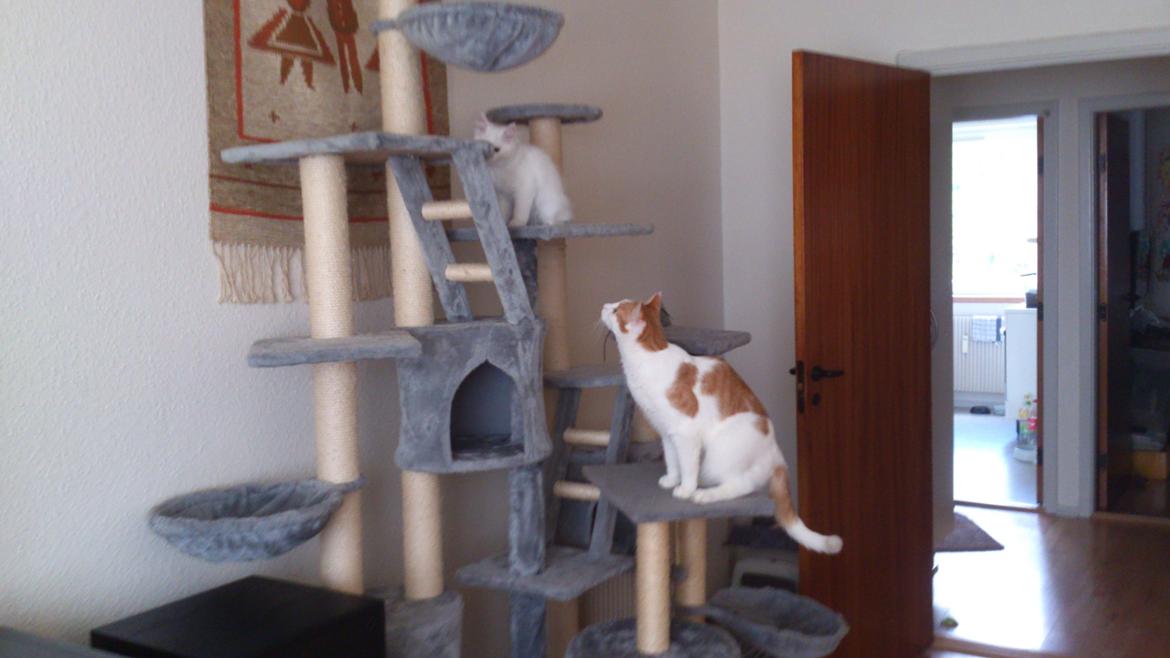 Blanding af racer Lulu billede 5