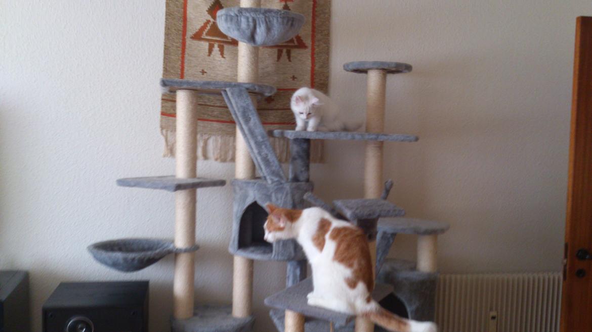 Blanding af racer Lulu billede 6