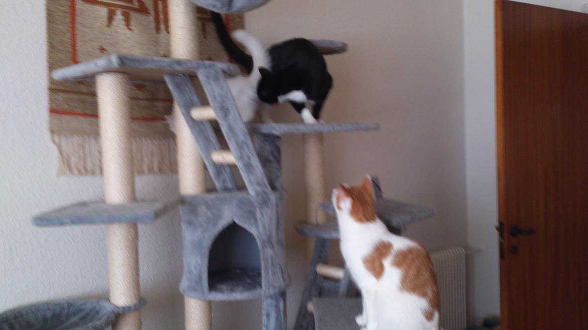 Blanding af racer Lulu billede 7