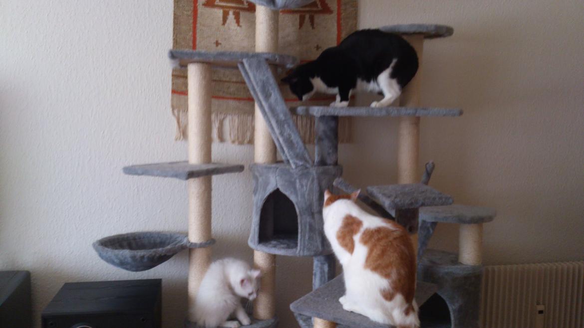 Blanding af racer Lulu billede 8