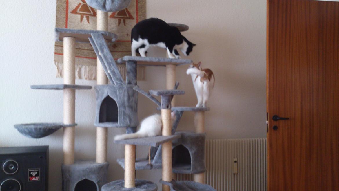 Blanding af racer Lulu billede 9