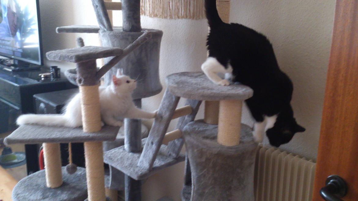 Blanding af racer Lulu billede 10