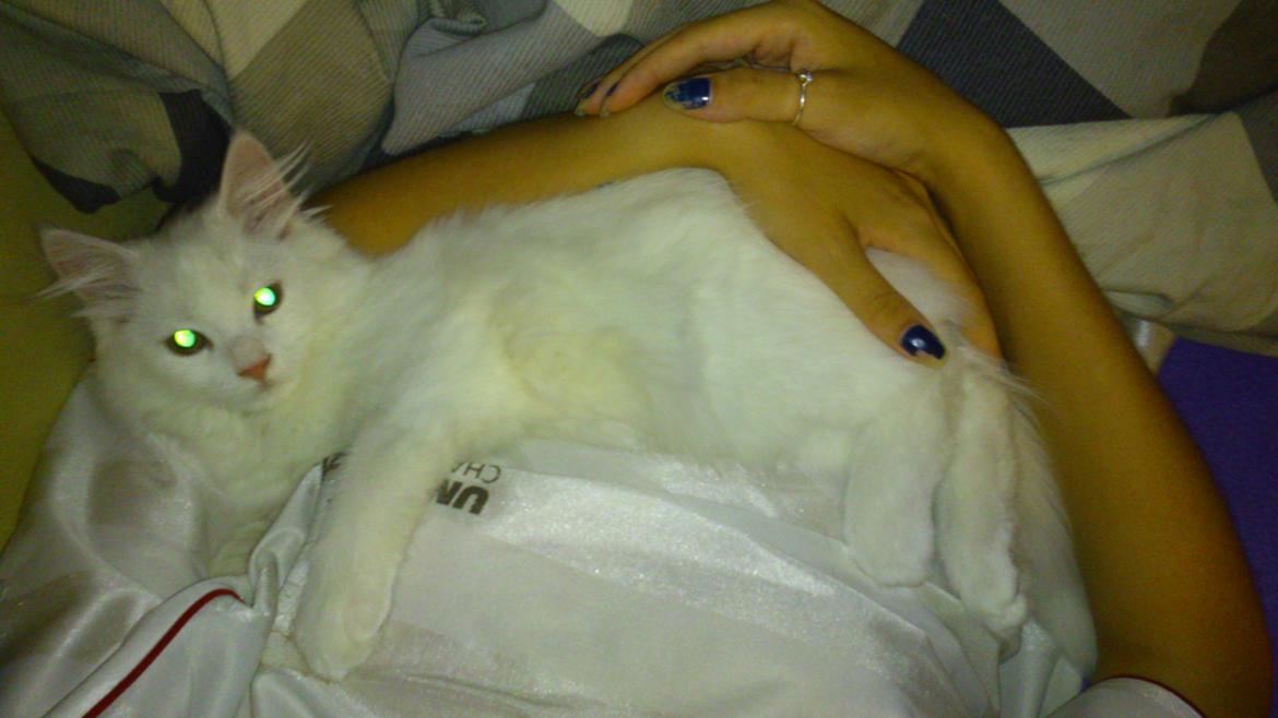 Blanding af racer Lulu billede 4