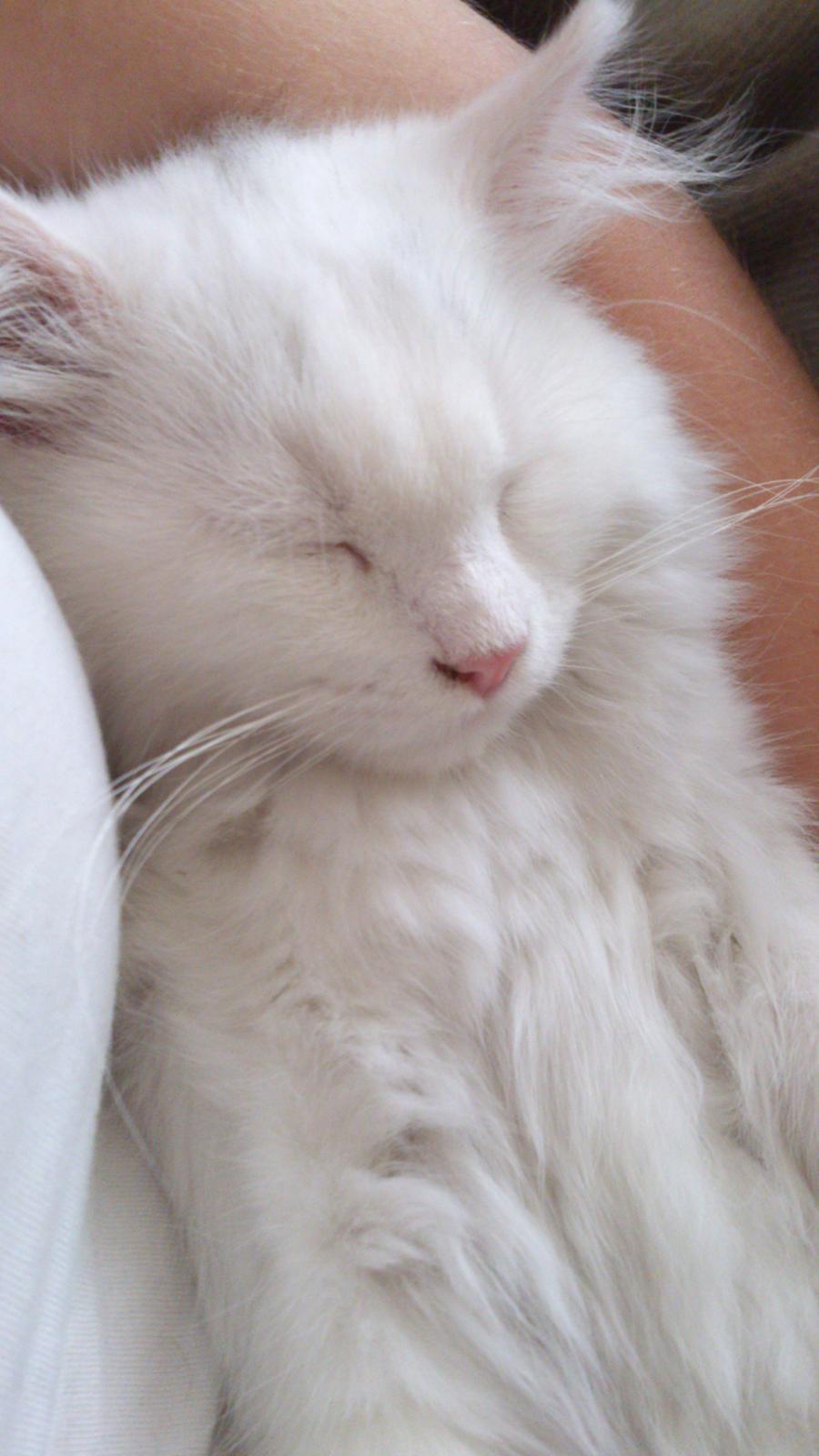 Blanding af racer Lulu billede 13