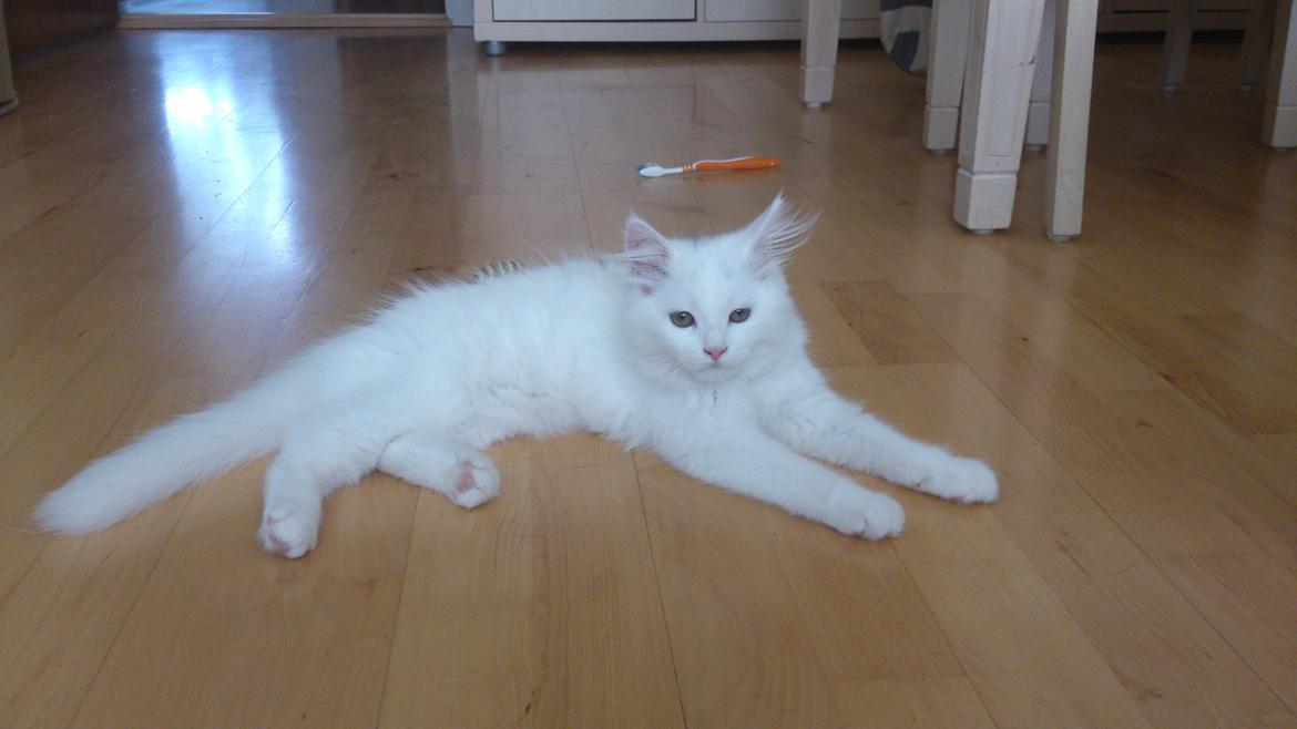 Blanding af racer Lulu billede 2