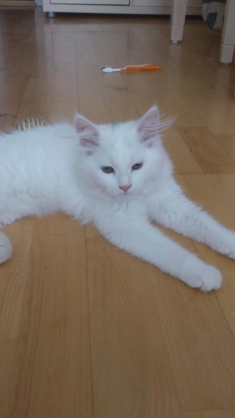 Blanding af racer Lulu billede 1