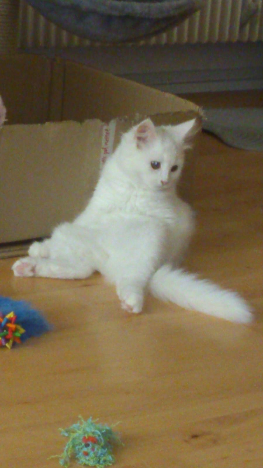 Blanding af racer Lulu billede 15