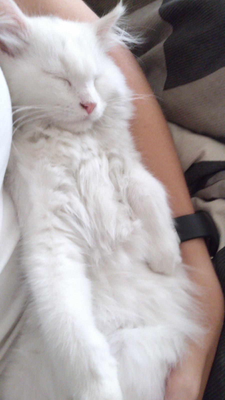 Blanding af racer Lulu billede 12