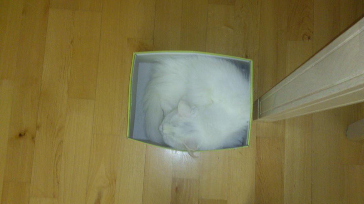 Blanding af racer Lulu billede 17