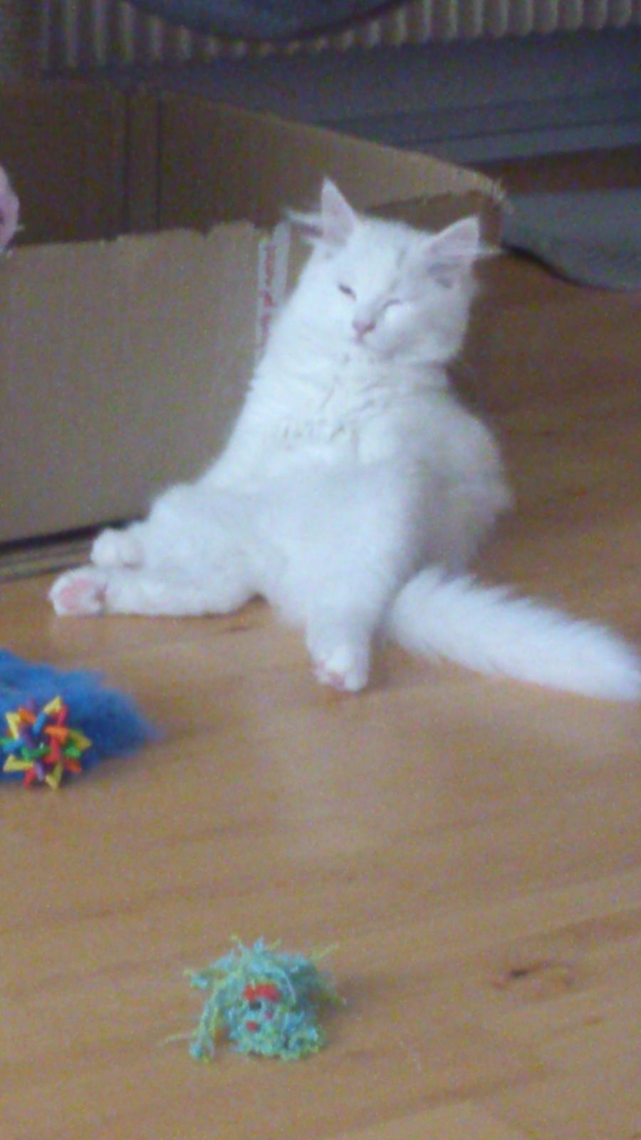 Blanding af racer Lulu billede 16