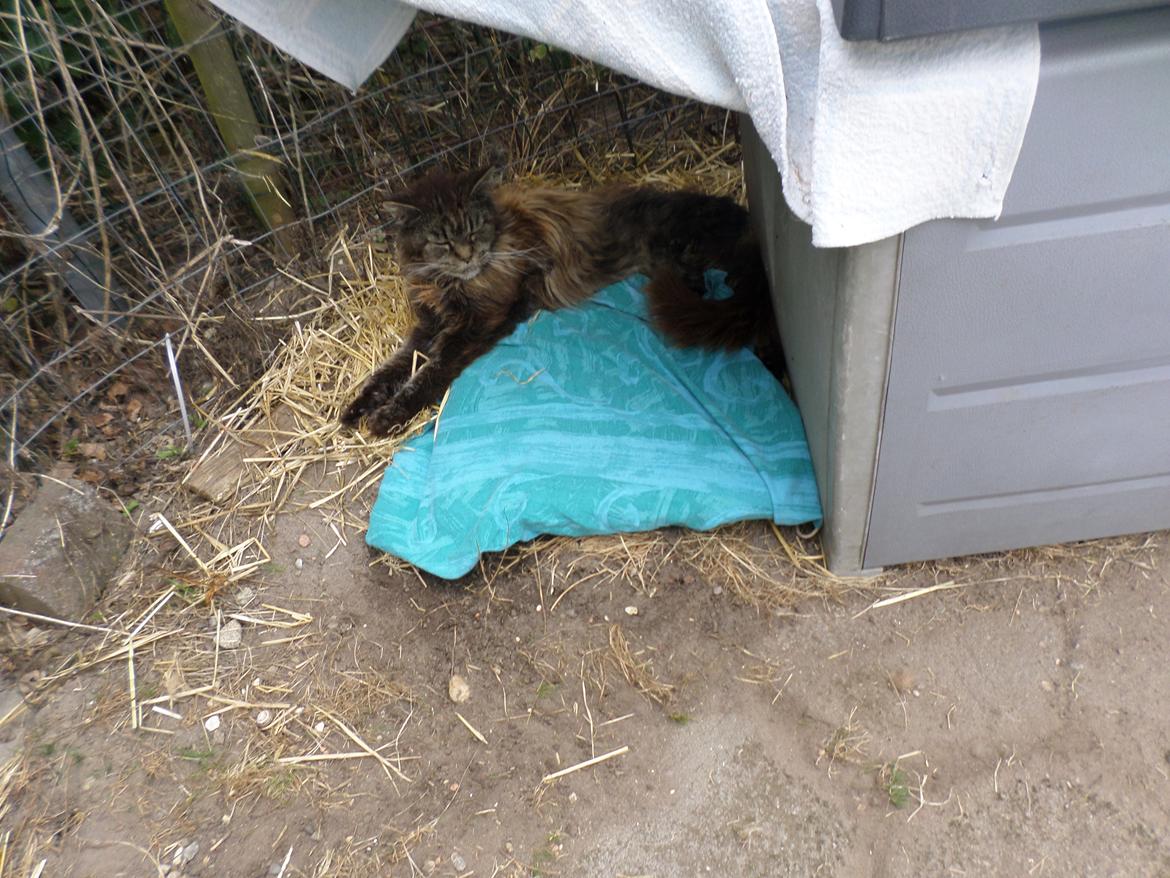 Maine Coon Odessa billede 26