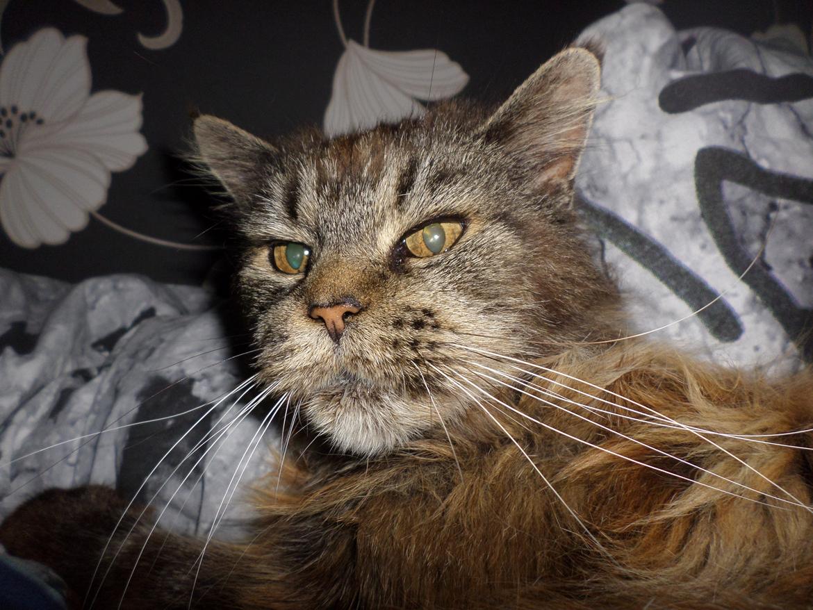 Maine Coon Odessa billede 28