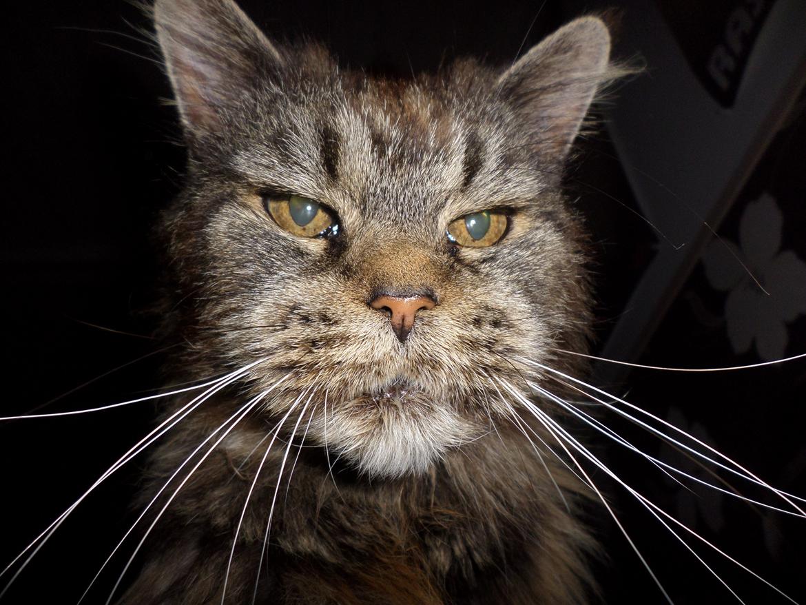 Maine Coon Odessa billede 27