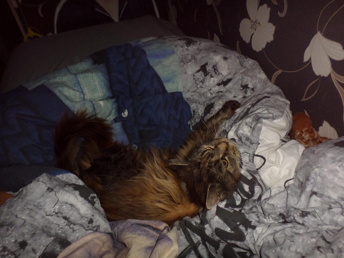 Maine Coon Odessa billede 29