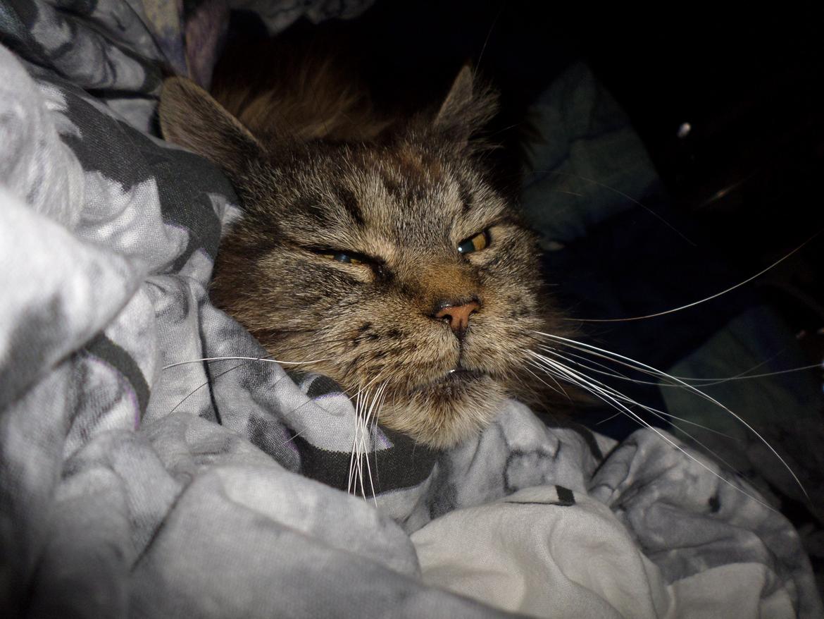 Maine Coon Odessa billede 31