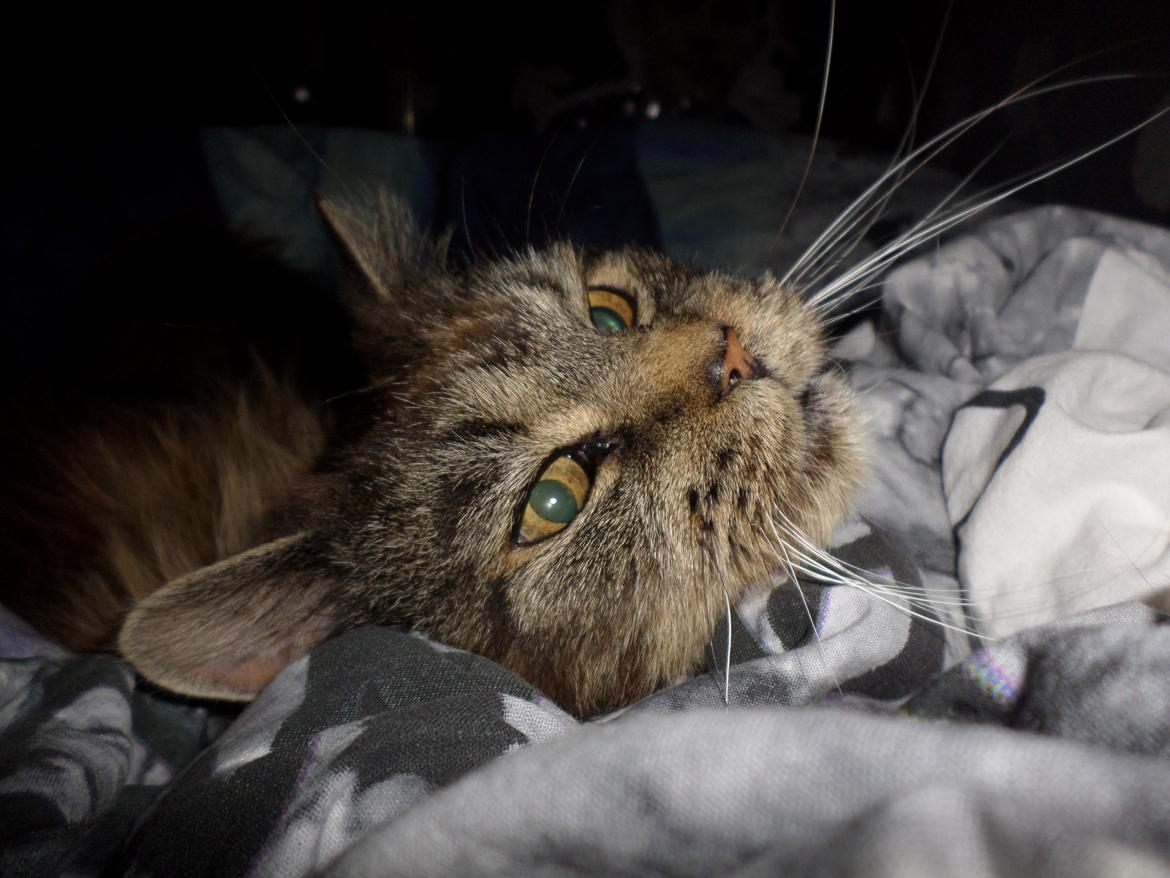 Maine Coon Odessa billede 30