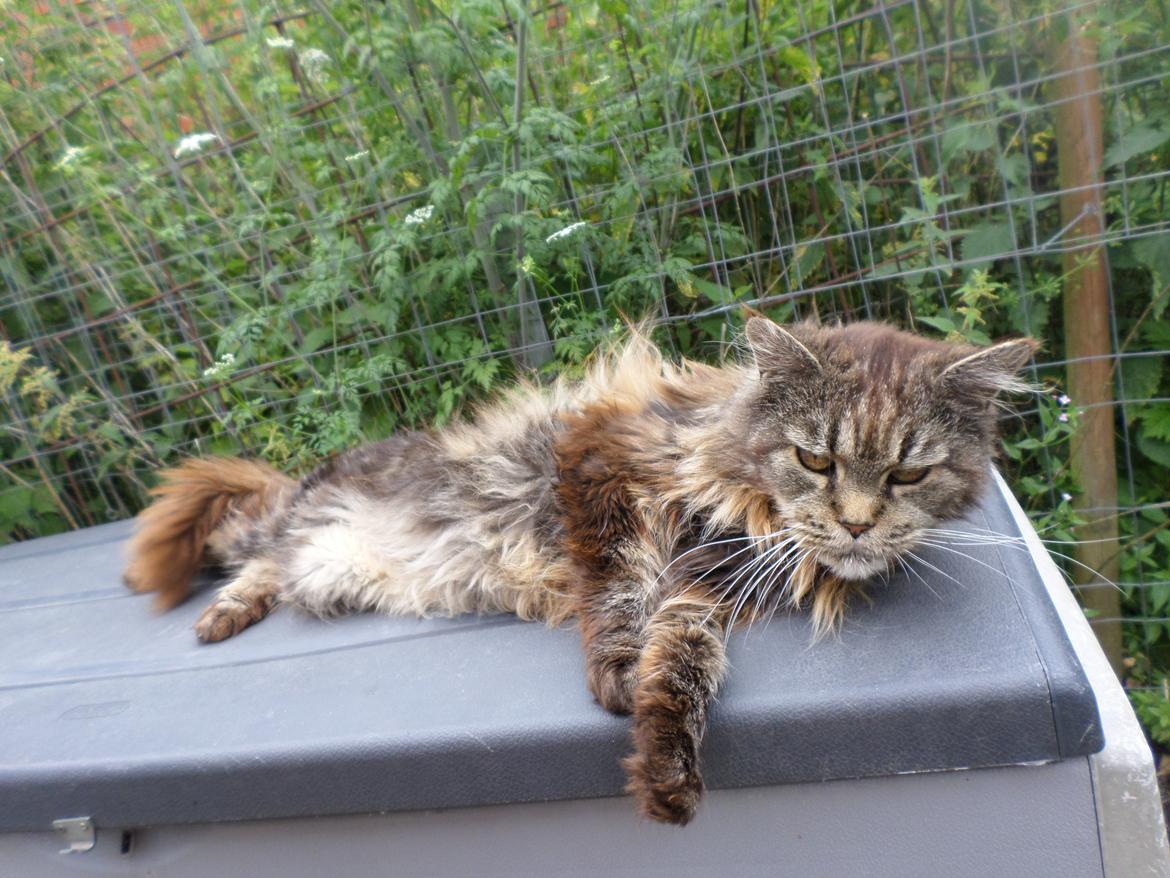 Maine Coon Odessa billede 32