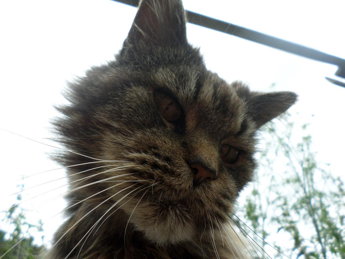 Maine Coon Odessa billede 33