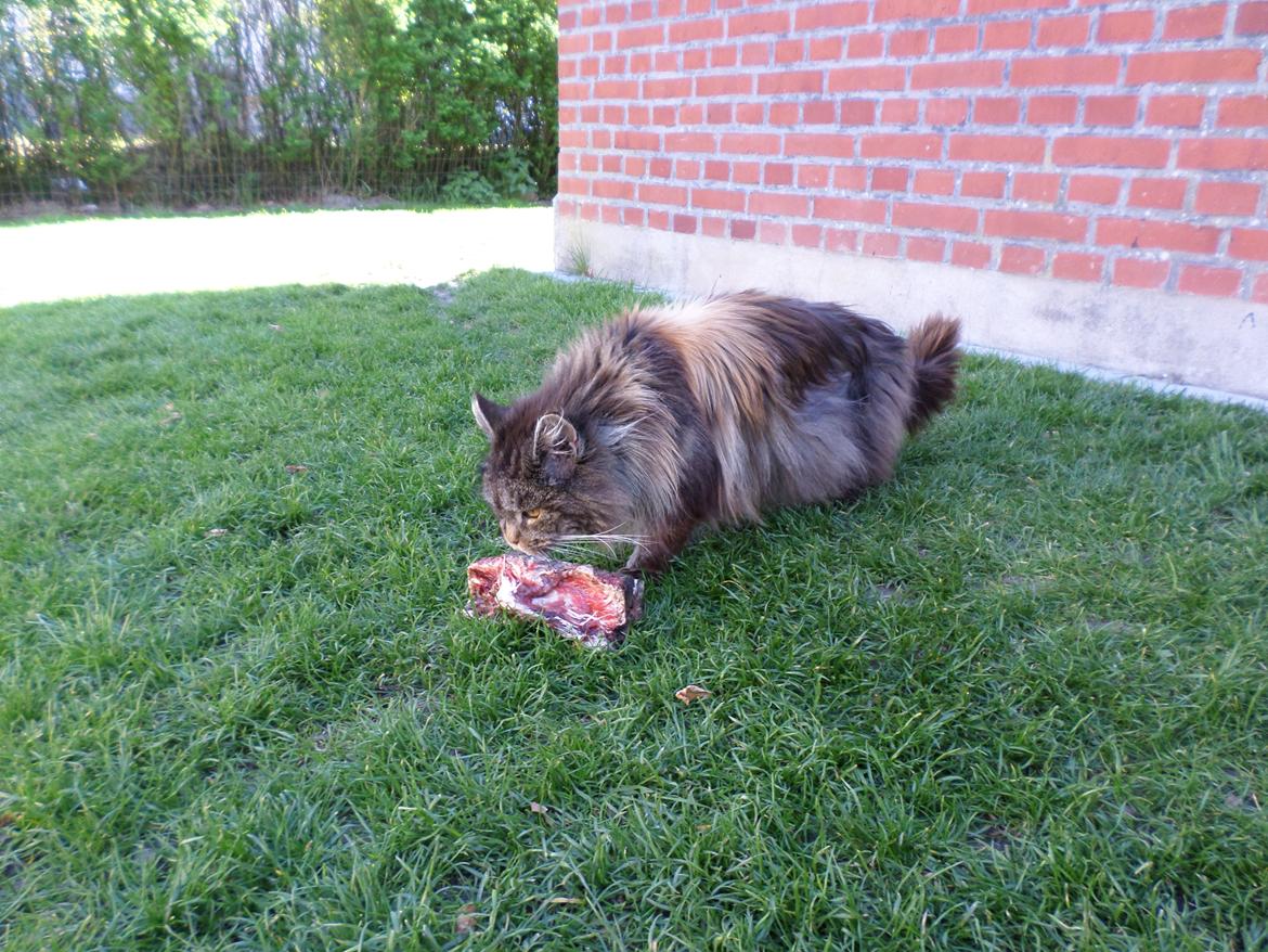 Maine Coon Odessa billede 34