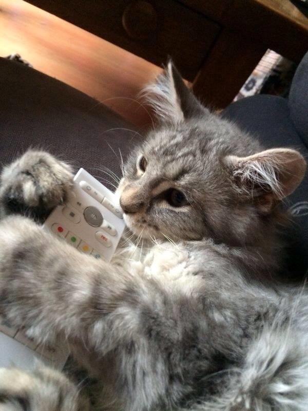 Maine Coon Niscayah Blue Zeraphine - Miiiiin!!! I skal nusse mig og ikke se TV billede 1