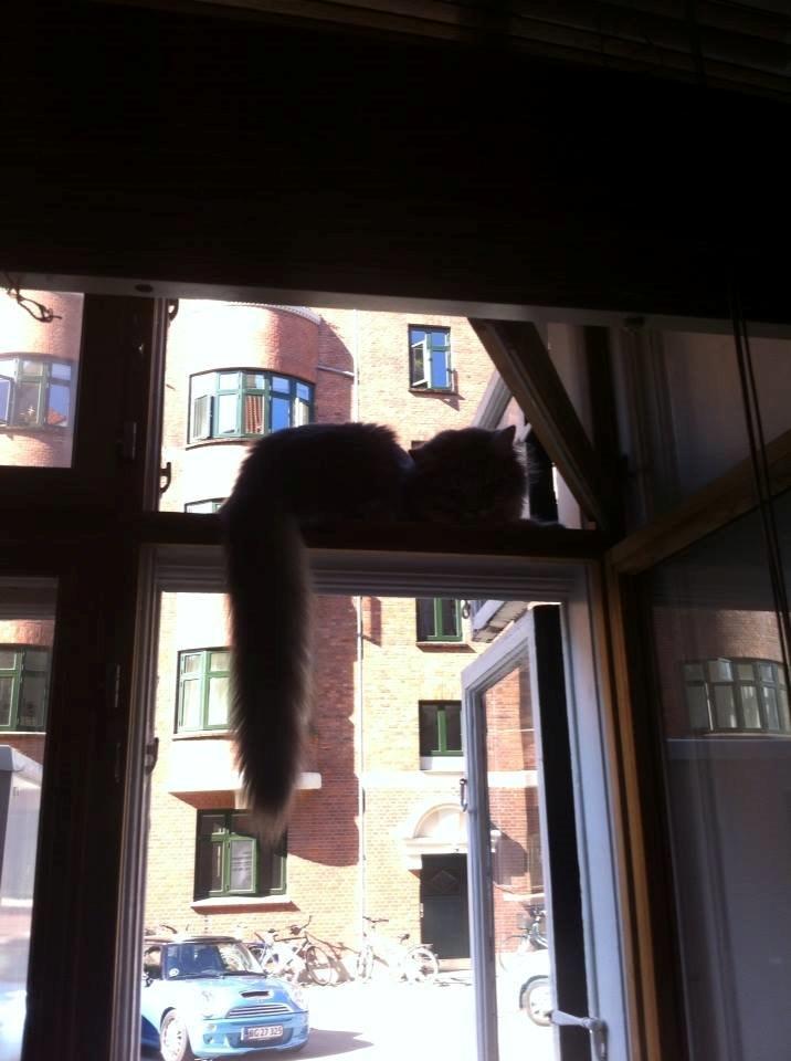 Maine Coon Niscayah Blue Zeraphine billede 3