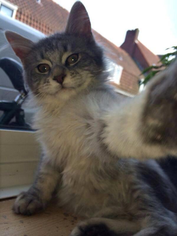 Maine Coon Niscayah Blue Zeraphine - Selfie.. Fordi jeg er verdens smukkeste kat billede 4