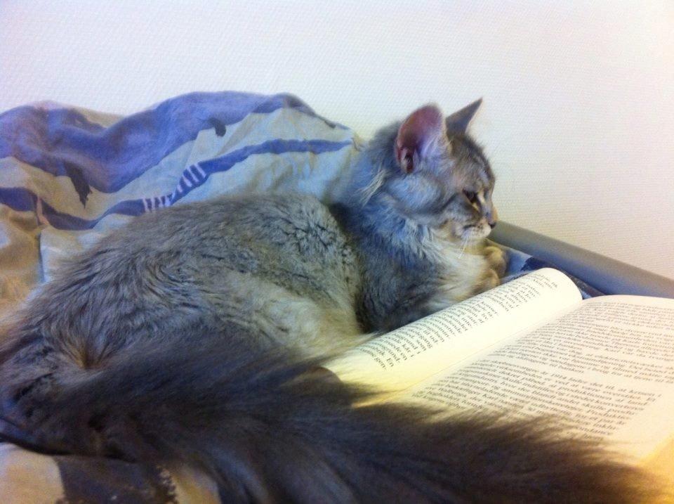 Maine Coon Niscayah Blue Zeraphine - Ikke alle de fritids aktiviter når du kan se at jeg gerne vil nusses billede 2