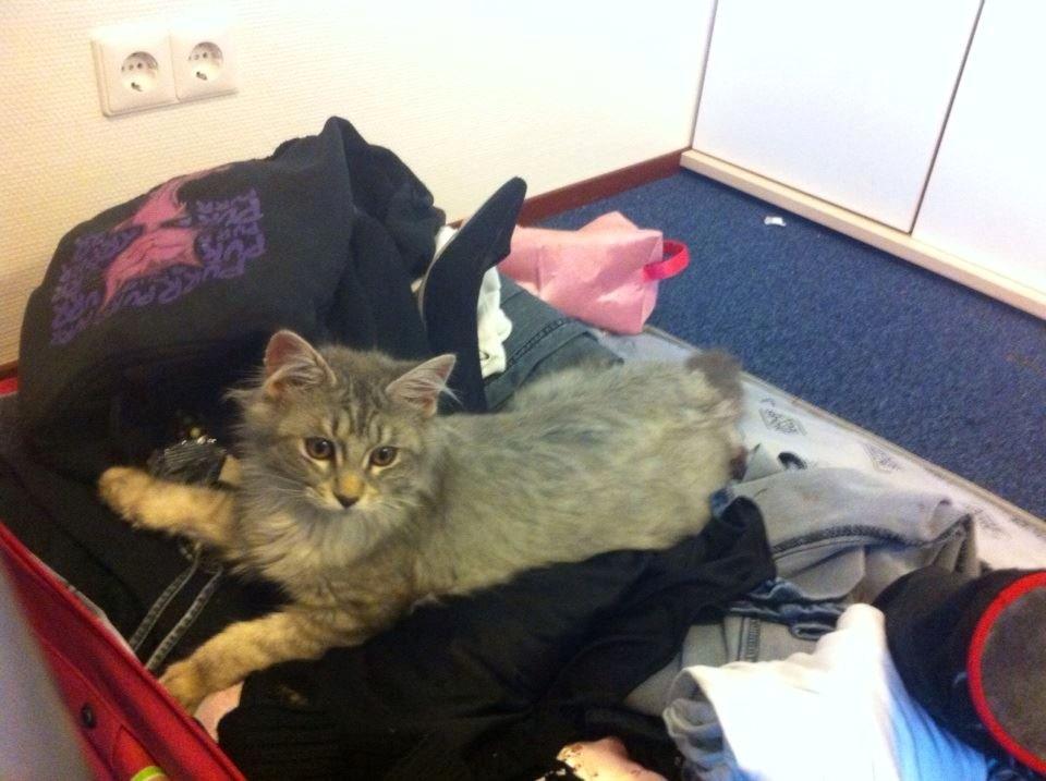 Maine Coon Niscayah Blue Zeraphine - Skal vi hjem nu? billede 5