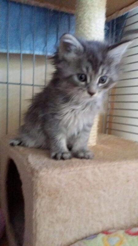 Maine Coon Niscayah Blue Zeraphine - Hej moar.. Jeg er næsten klar til at komme med dig hjem til Danmark billede 6