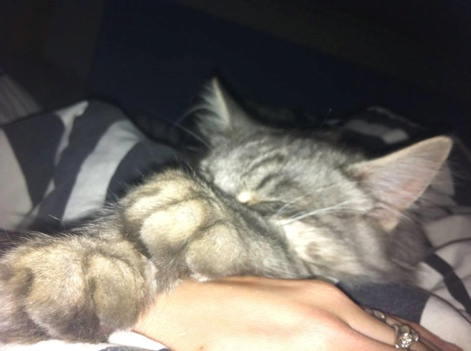 Maine Coon Niscayah Blue Zeraphine - Mmmm her sover man rart billede 7